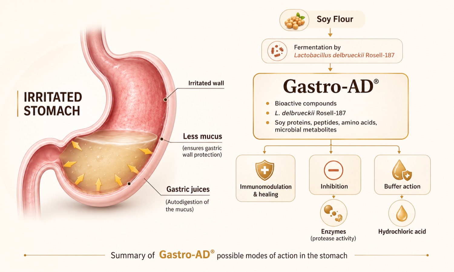 Gastro-AD mechanism illustration